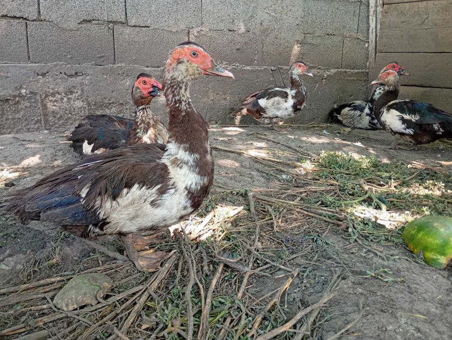 Rațe leșești de vânzare