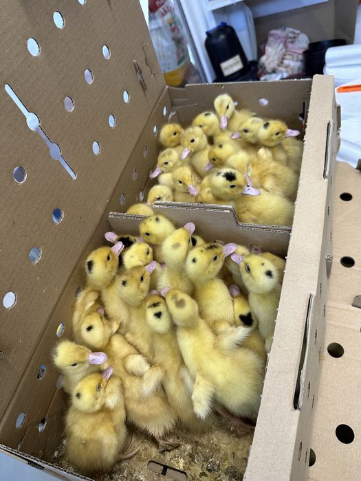 Pui de carne , rasa mixtă, kabir, puicuțe ouat, rate, gaste, curcani