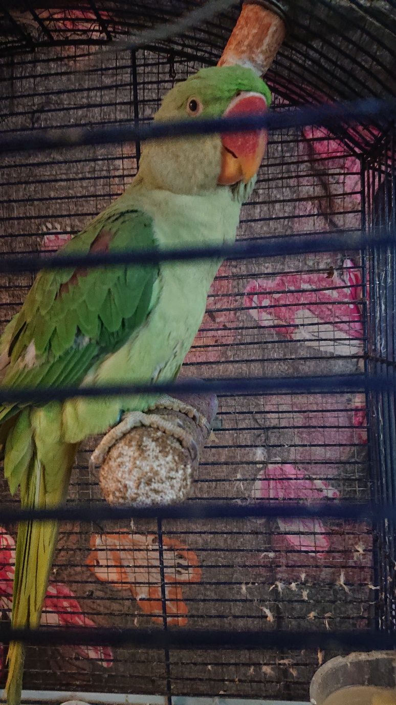 Papagal Marele alexandru