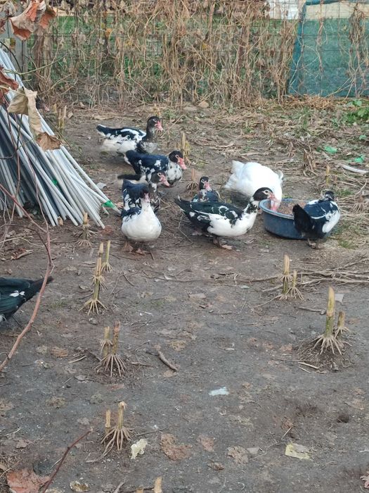 Vând ratoi și rațe mute (leșești) 100 lei rățoi și 50 lei rate