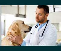 Ветеринарный услуги на выезд на дом