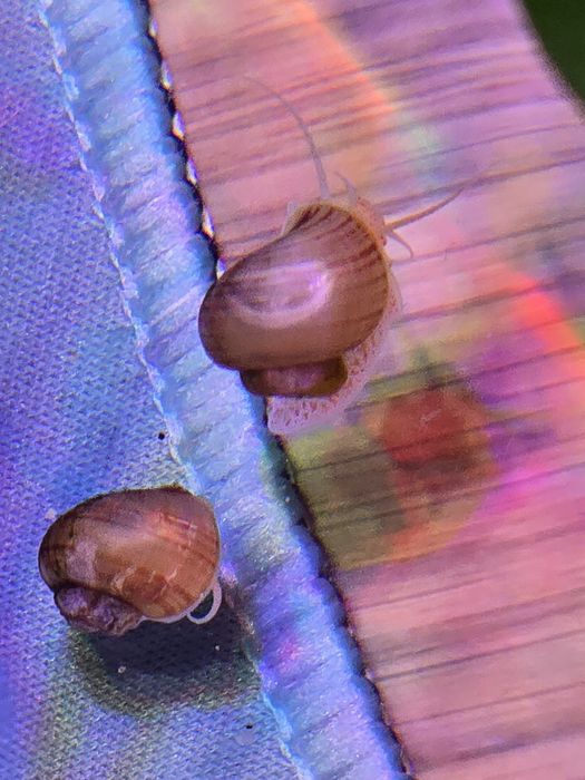 Melci pomaceea / apple snail / mystery snail
