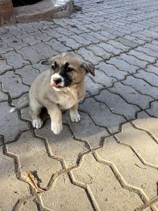 Щенки в хорошие руки