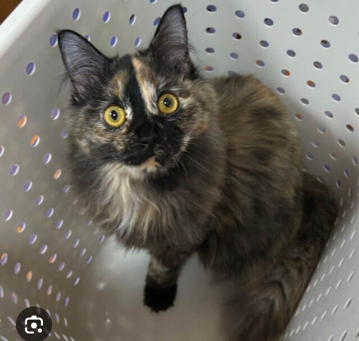 Zotli juddaayam aqilli mushuk sotiladi