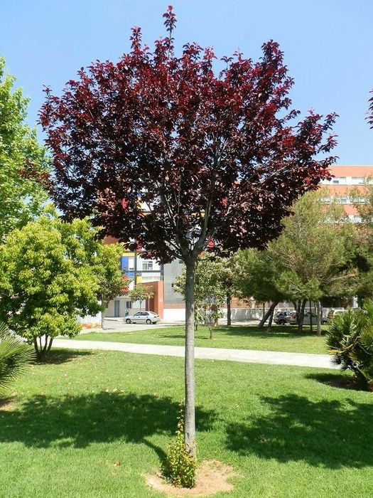 Prunus Nigra(Corcodus Rosu)