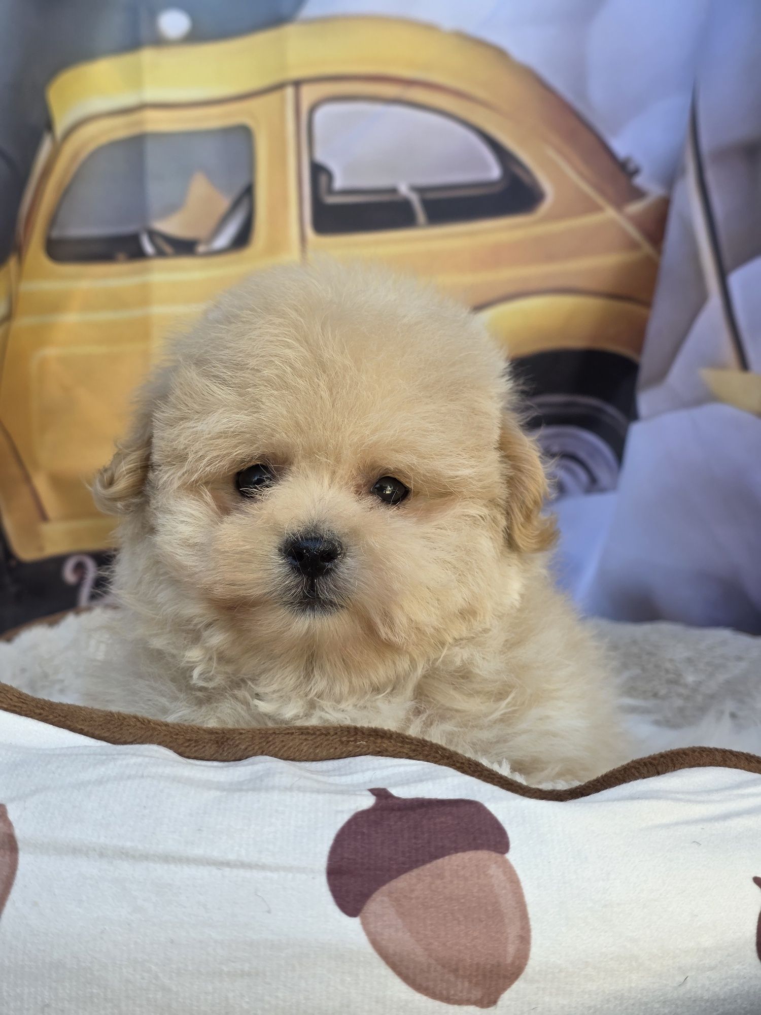 Померан / Poodle/ Помапу