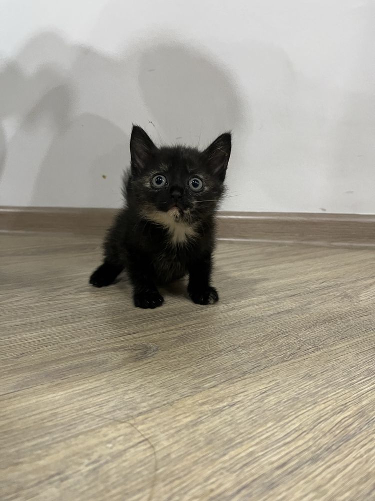 котята ищут дом!