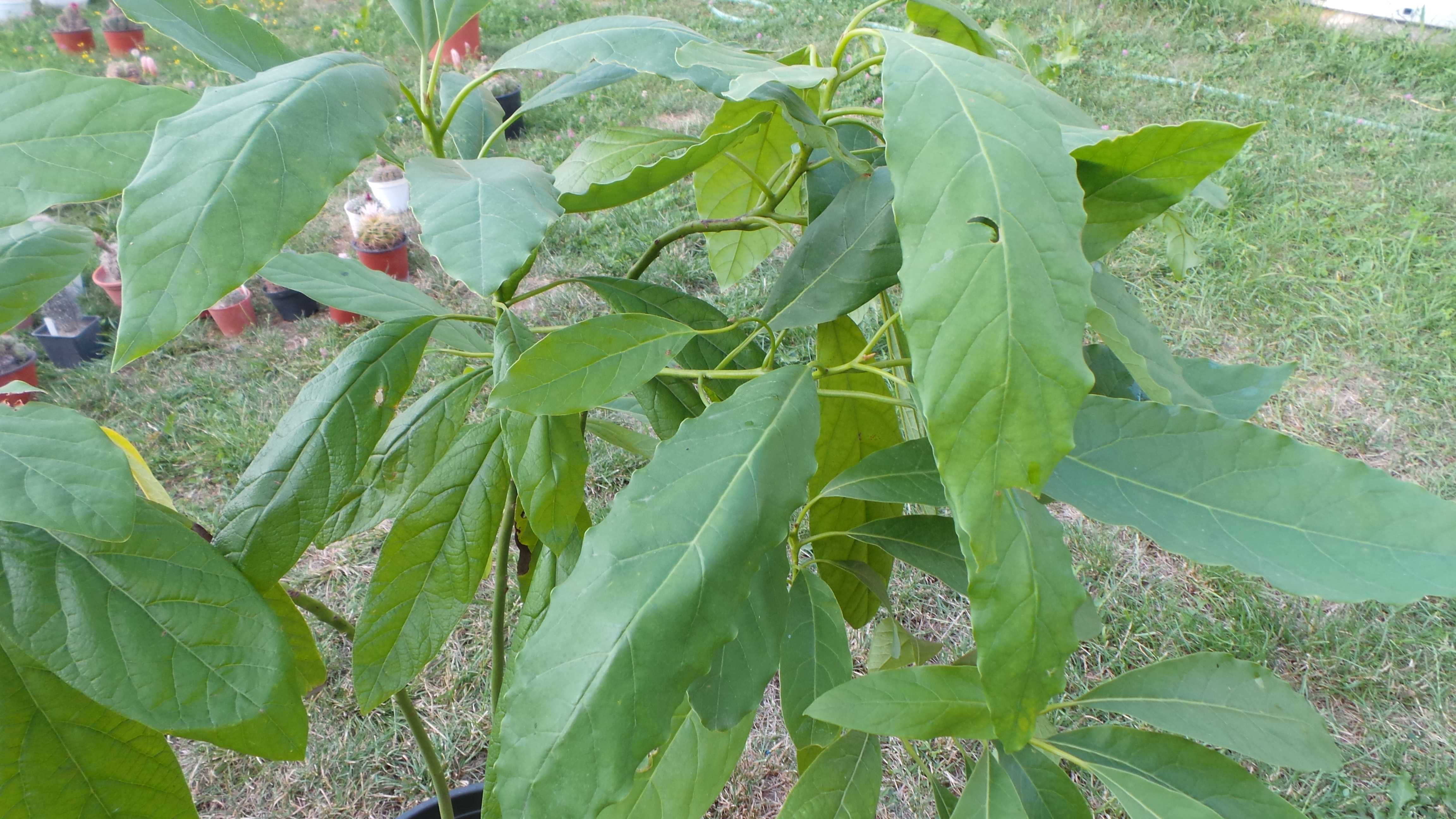 Planta exotica avocado