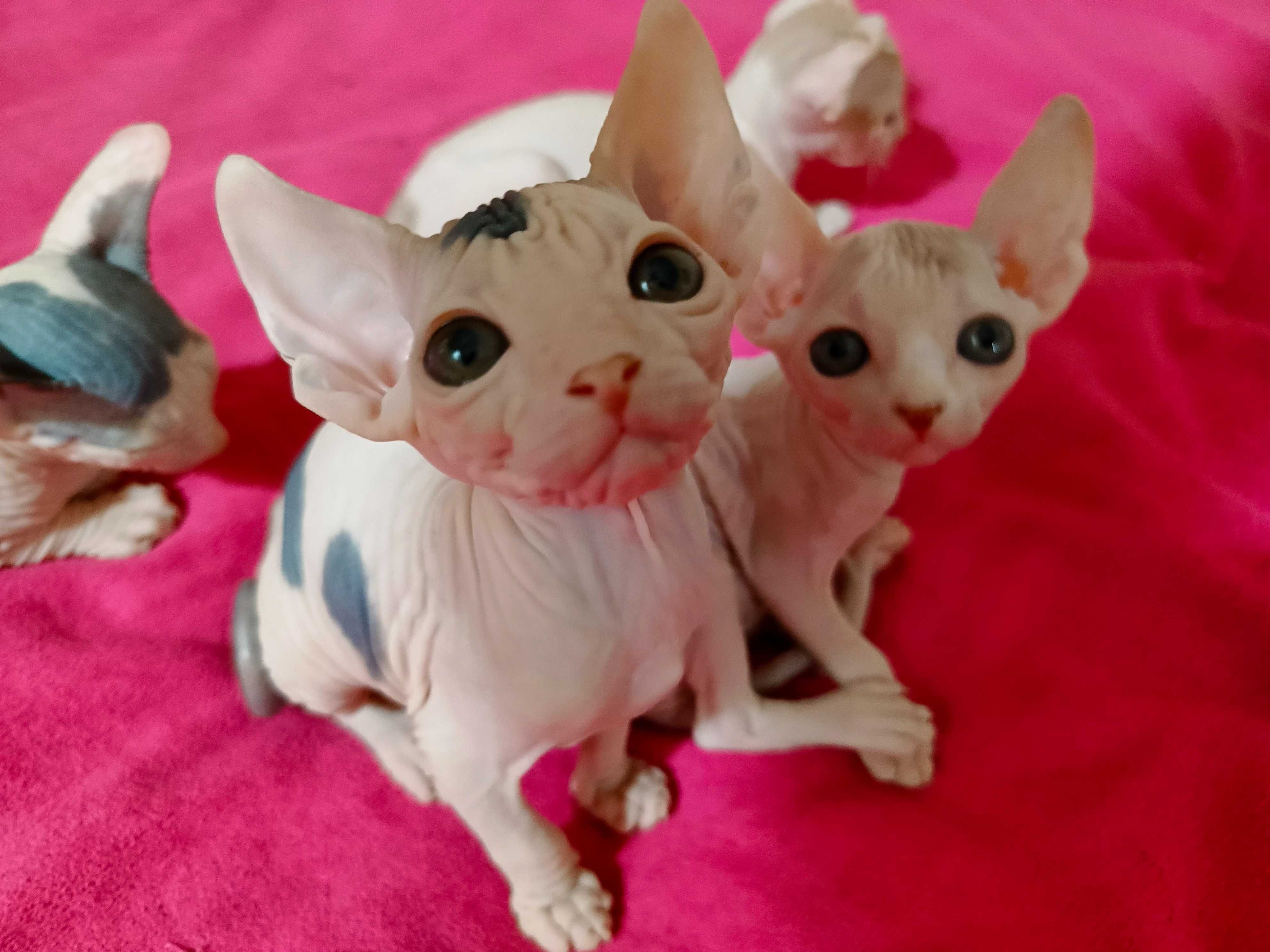 Продаются котята сфинкска