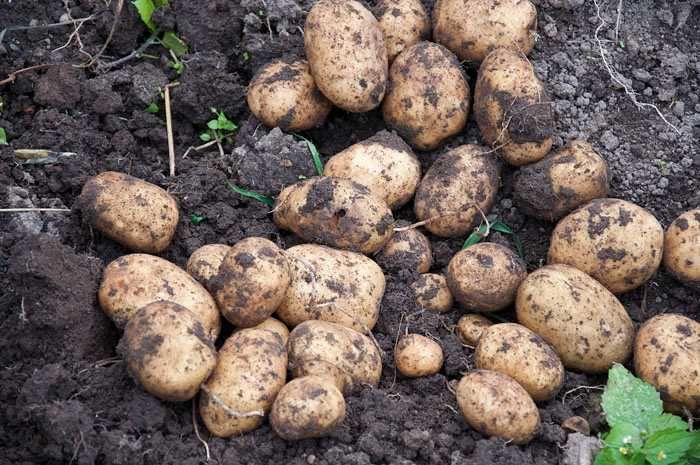 Продаю домашнюю  картошку