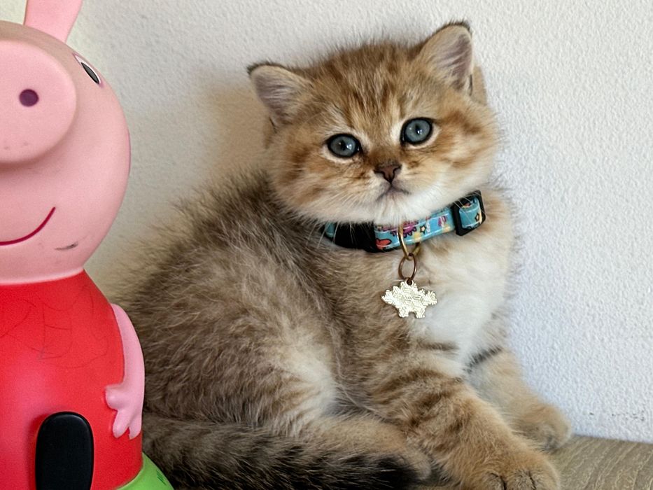 British shorthair golden tabby !!