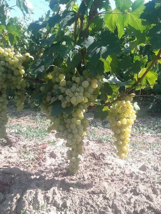 Pomi fructiferi  si Butasi vita de vie