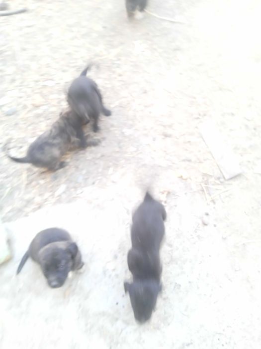 Продам щенков мелкой породы ротвейлер.