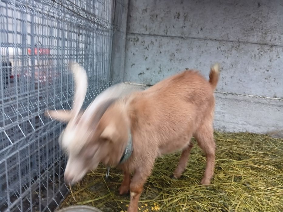 Tap tanar de vanzare