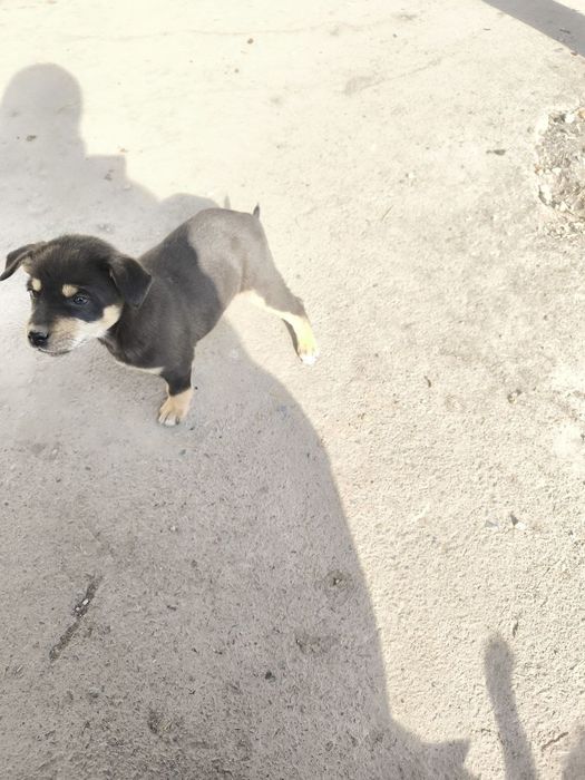 Отдам в хорошие руки щенков дворняжек!