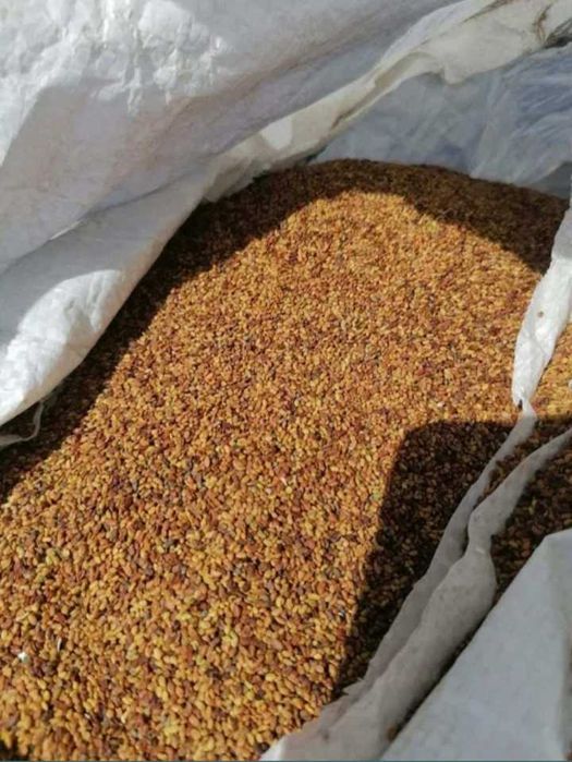 Семе Люцерново семе