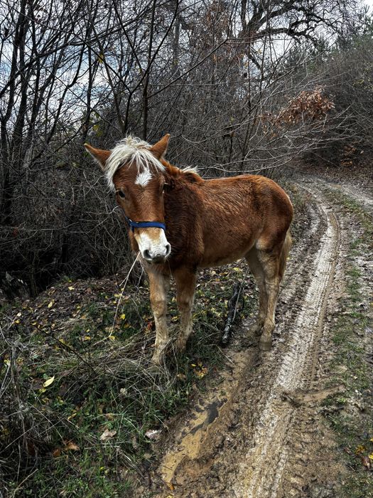 Кон, мъжки хафлингер