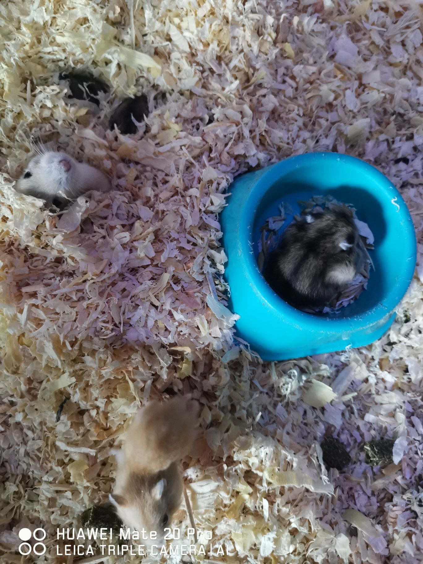 Vând Hamster pitic