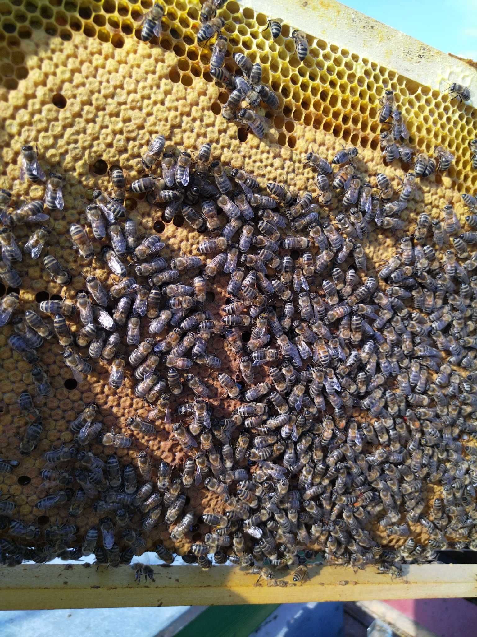 Albine de vânzare