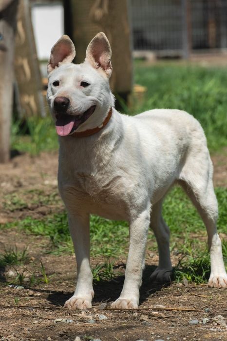 Солнечные лучики ждут любящих хозяев