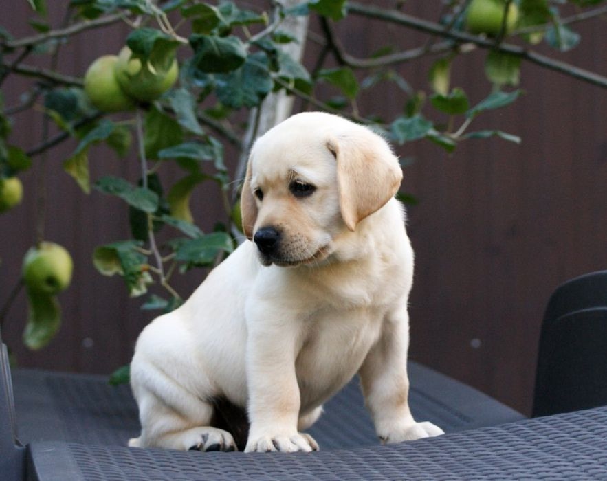 Лабрадор чистокровный