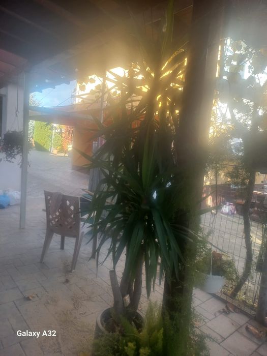 Copac ornamental de 2.5 metri cu gavamos ceramic