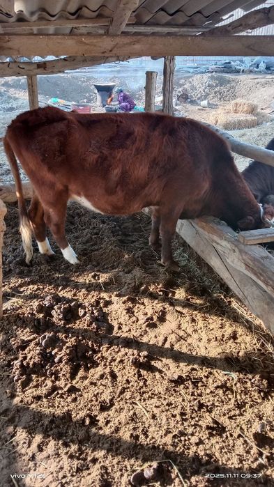 СРОЧНО катта мол ва куй сотилади