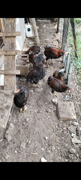 Cocosii araucana