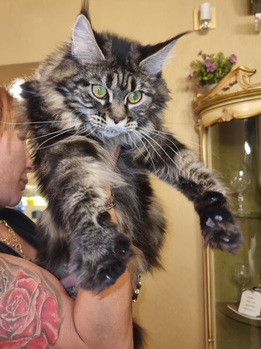 Мейн- кун котета