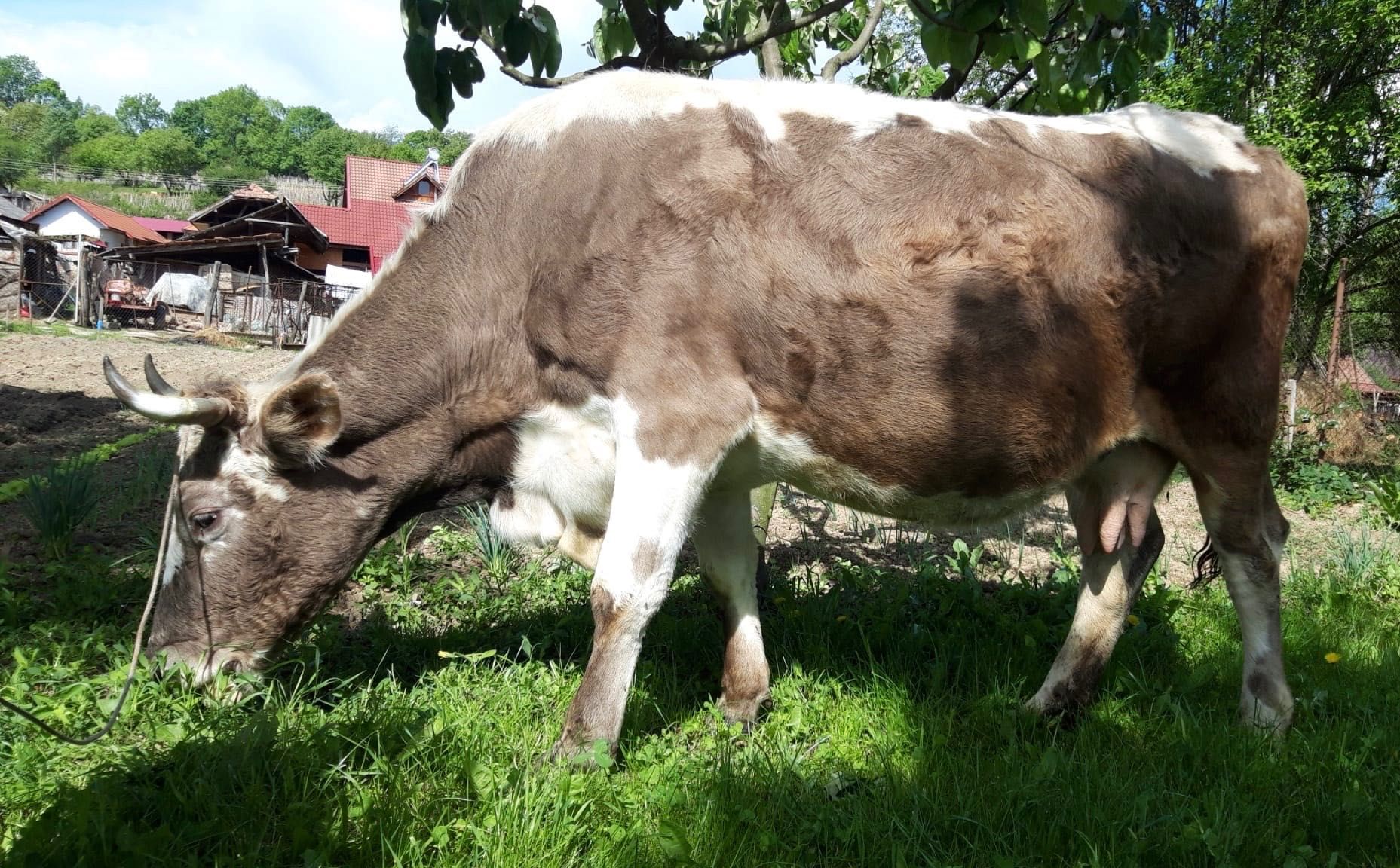 Vaca Bălțată Romaneasca rasă mare