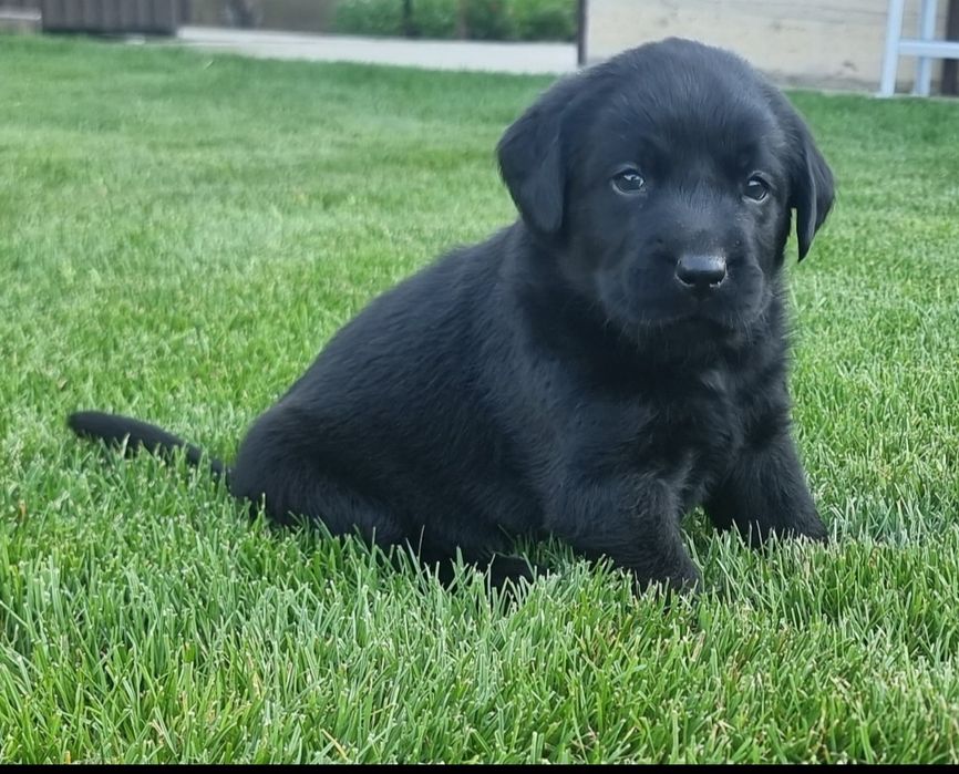Labrador retriever