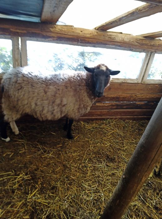 Oi Romanov de vănzare