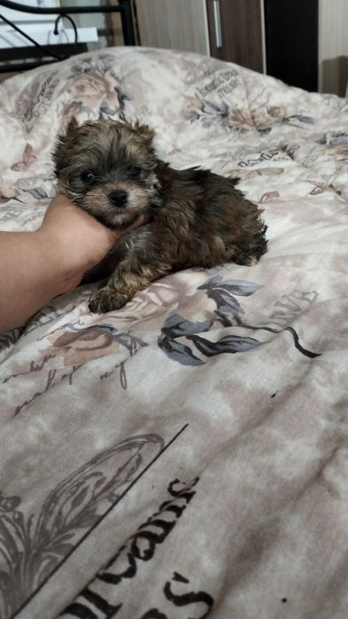 Йоркширски териер мини златен цвят gold