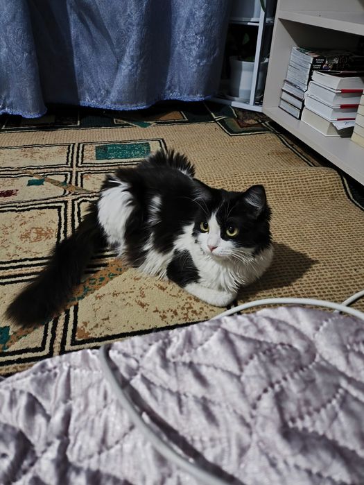 Отдам в хорошие руки