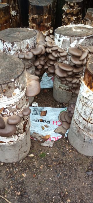 Vand ciuperci pleurotus