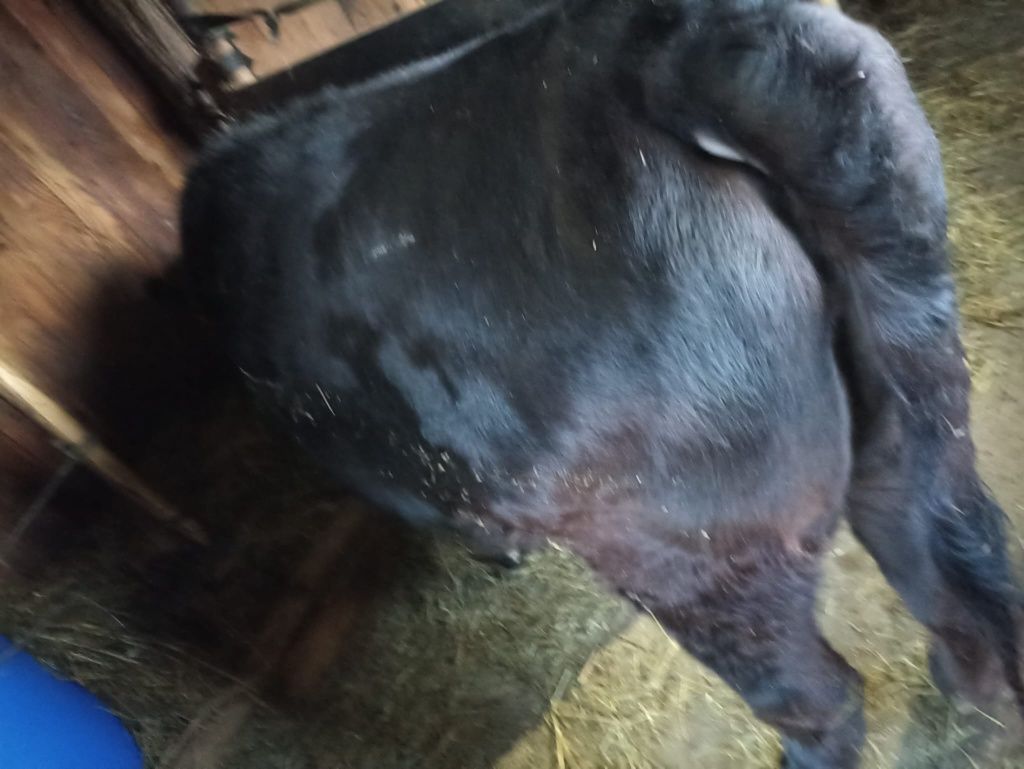 Vand juninca Angus