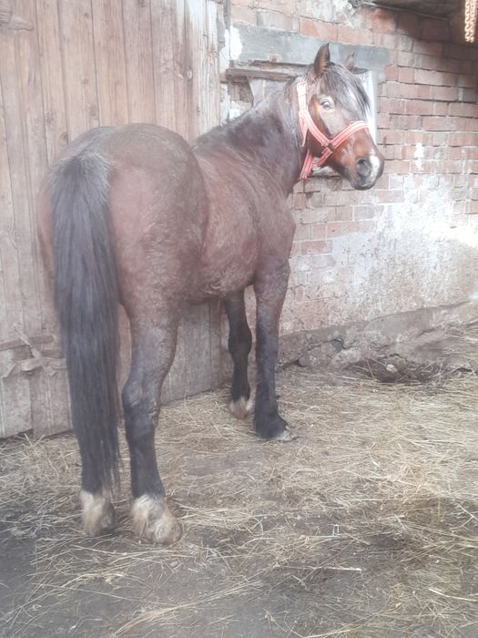 Vând cal castrat de 7 ani