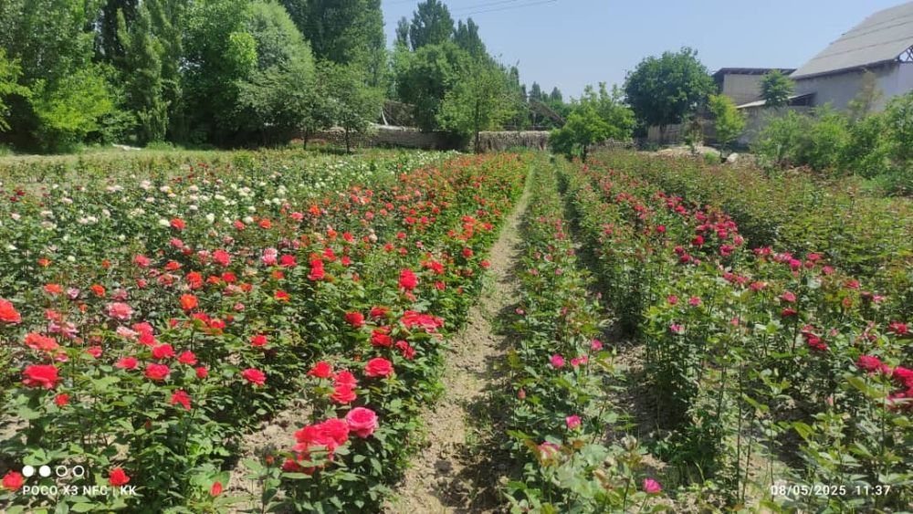 2.500 so'm kelishamz