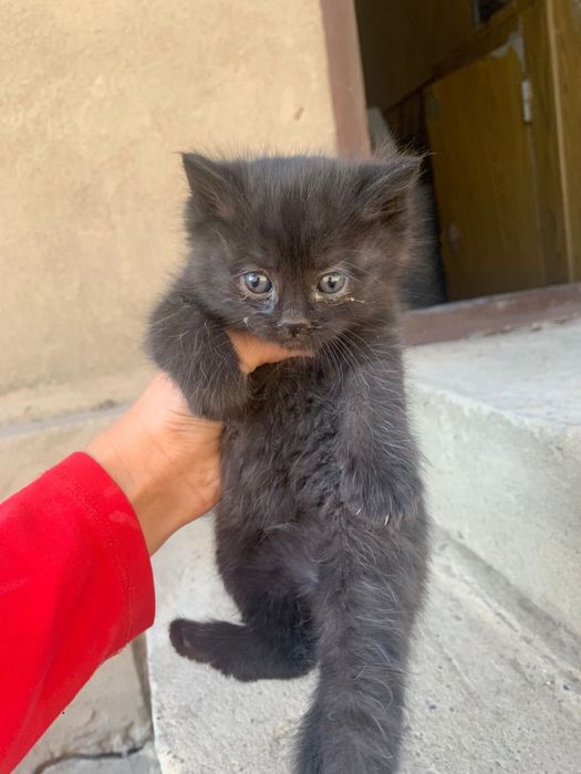 Отдам котят в добрые руки