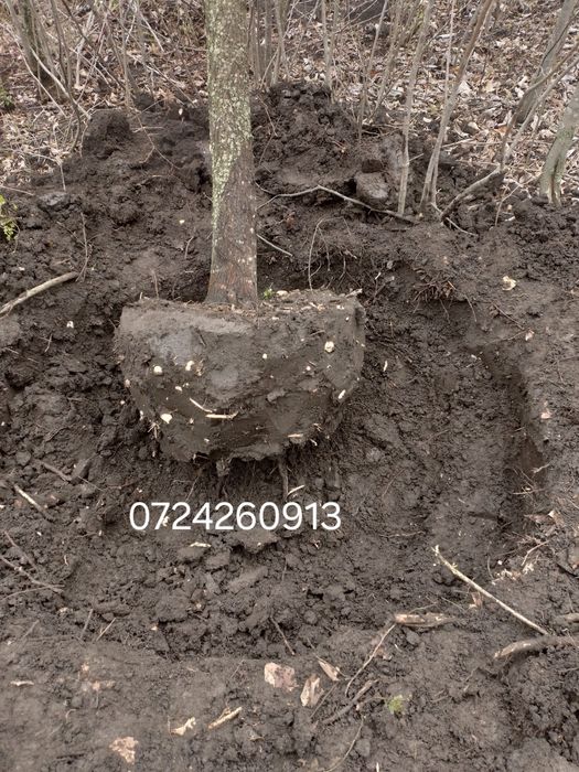 Tei 30+ cm 
Tei 30+ cm grosime pentru vânzare
Arbori maturi, sănătoși,