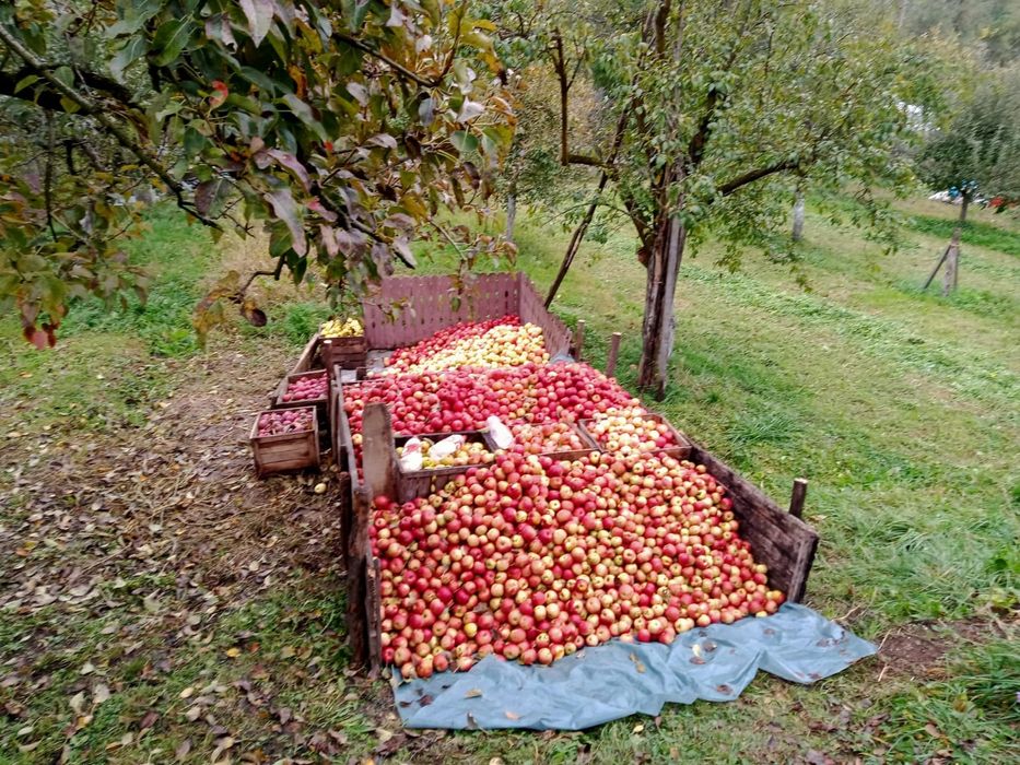 Vând mere bio Florina , Idared și Generos