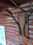 Coarne de cerb