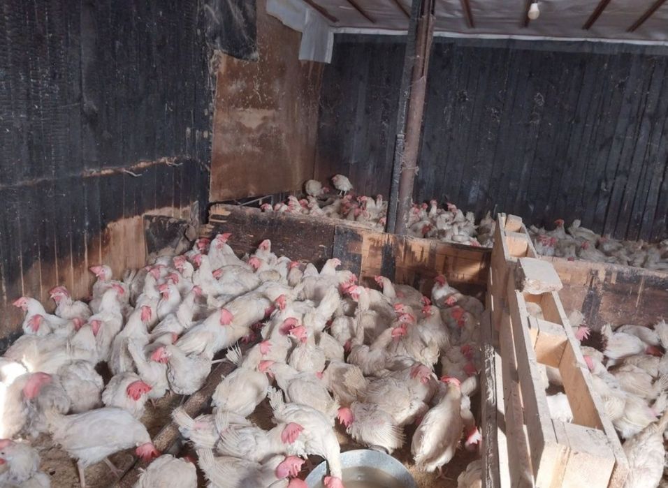 Продам курей с хорошей яйценоскостью