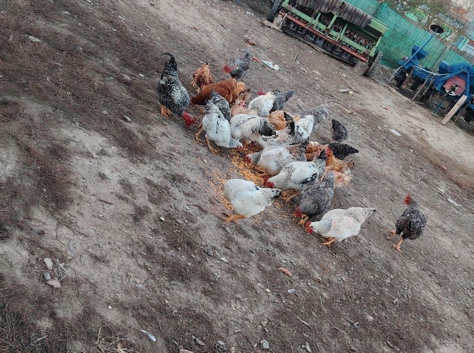 Păsări de curte tinere