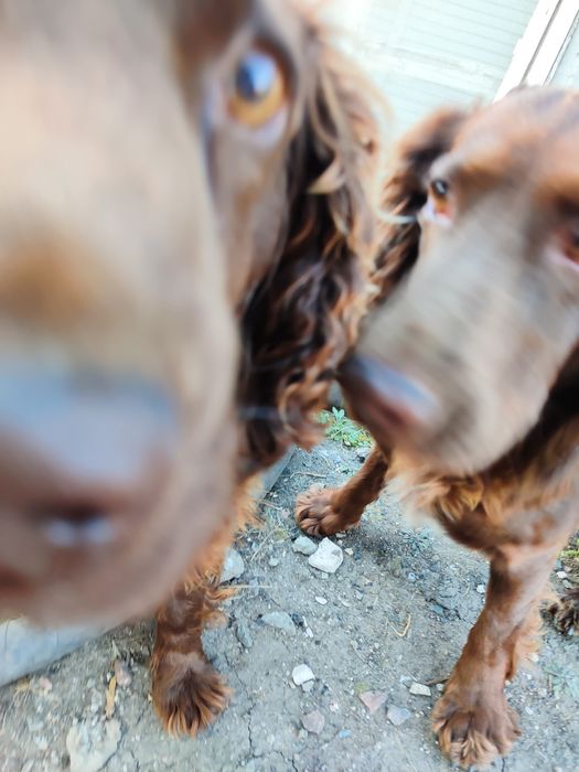 Щенят спаниель.Раделись 05.11.25