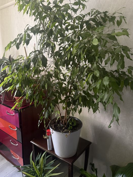 Цветы домашние.