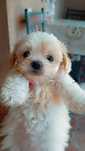 Bichon maltez mini toy