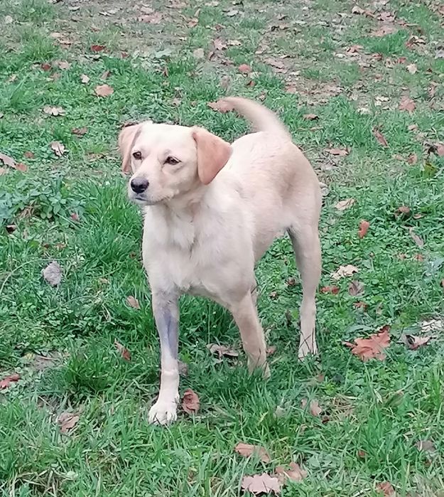 Donez cățelușă deosebită sterilizată