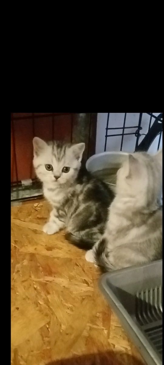 Продам прямоухую шотладскую  кошечку .