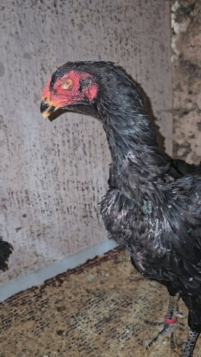 Nems o shamo privaznoy